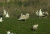 Glaucous Gull at Hole Haven Creek (Steve Arlow) (61324 bytes)
